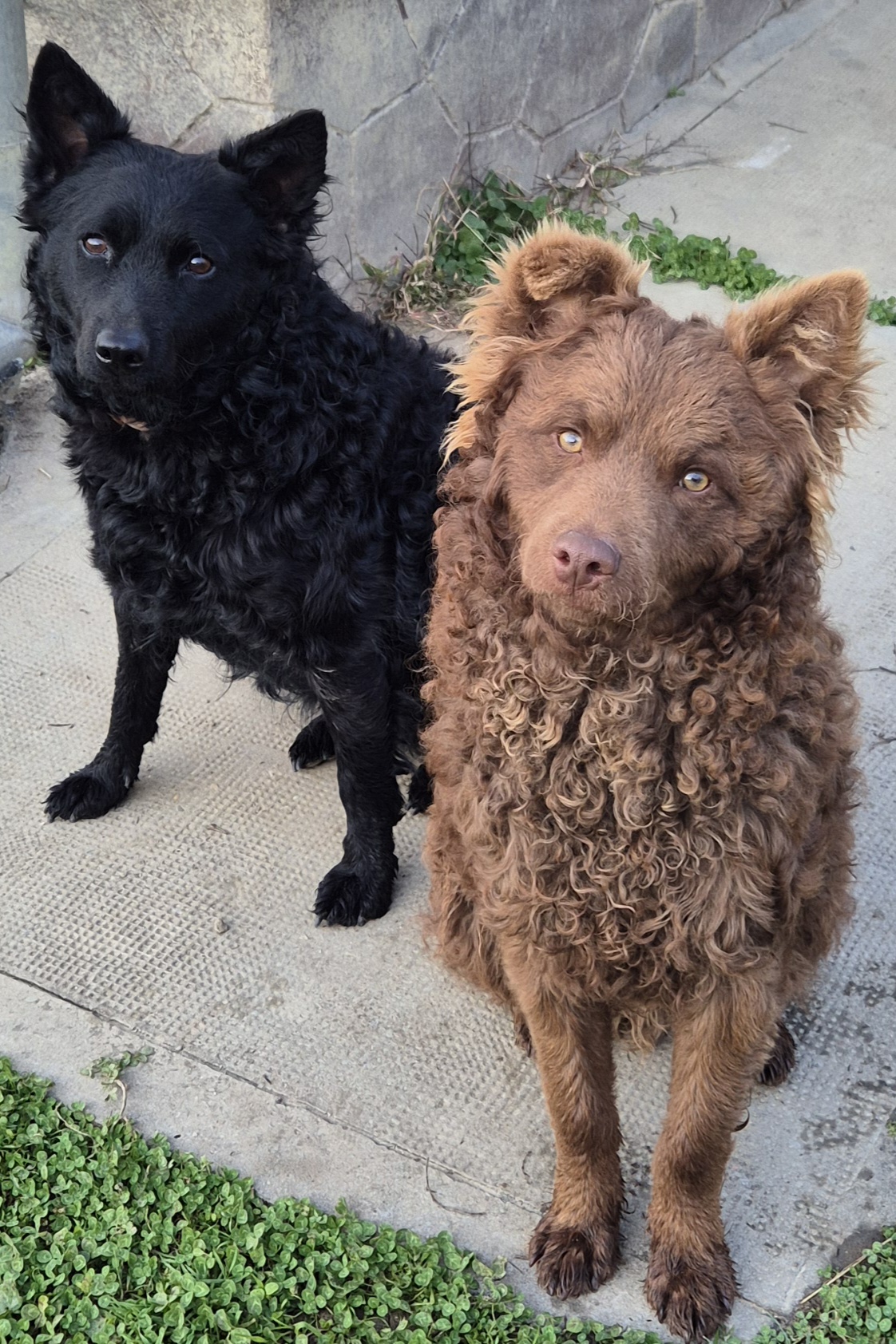 A kutyák  életünkbe 